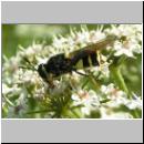 Stratiomys potamida - Waffenfliege w04.jpg